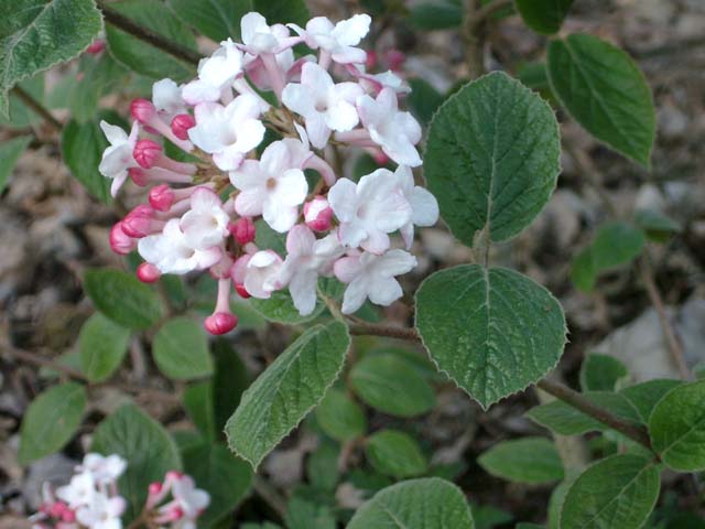 Floraisons remarquables - HENNEBELLE